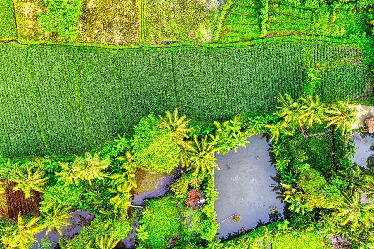 Aerial view showcasing the vibrant green farmland and ponds in Banten, Indonesia.